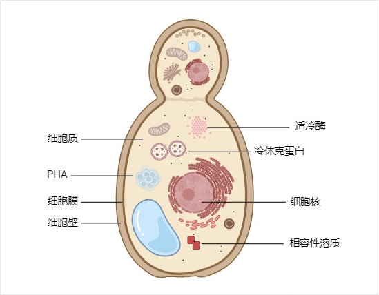 低溫微生物細胞結構.png